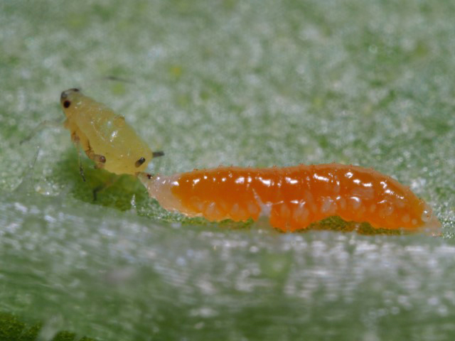 Aphidoletes aphidimyza larva